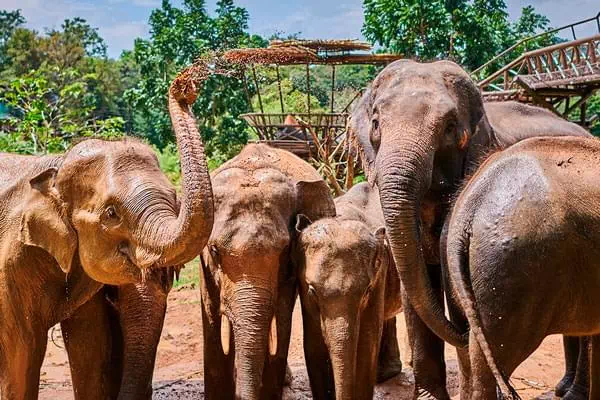 Королевство слонов на Самуи