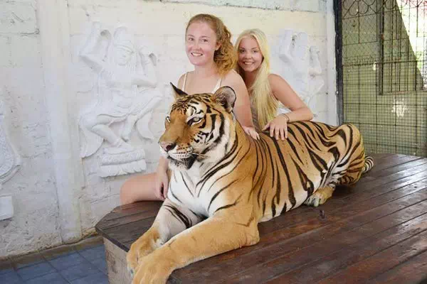 Аквариум и зоопарк с тиграми на Самуи