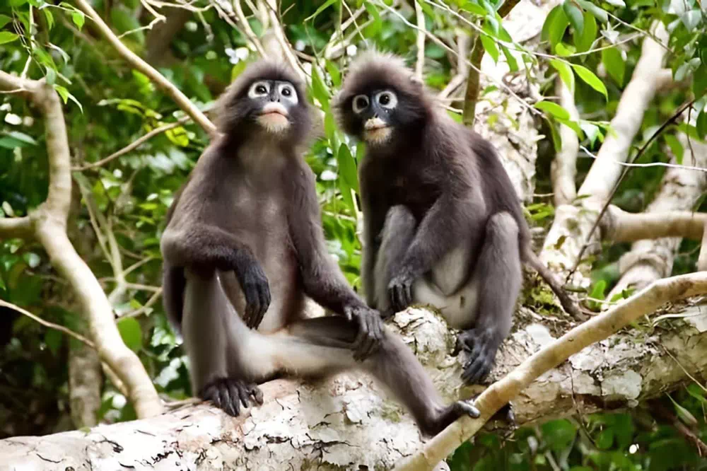 Экскурсия на VIP скоростном катере в Ангтонг с Самуи вид 4