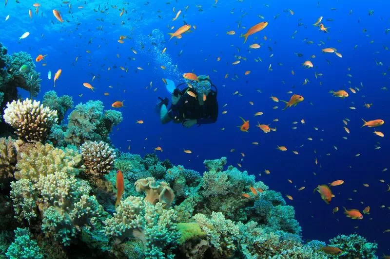 Дайвинг на Самуи и Ко Тао вид 3