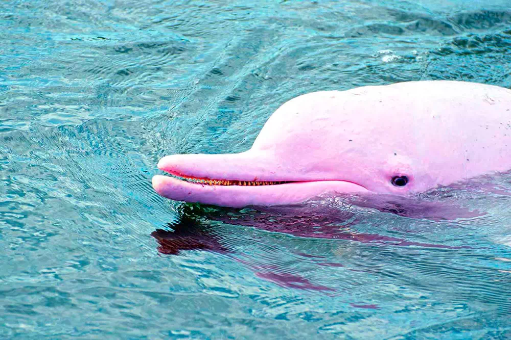 Экскурсия к розовым дельфинам, снорклинг на Ко Тан и остров со свинками Ко Мадсум view 1