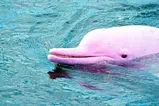 Экскурсия к розовым дельфинам, снорклинг на Ко Тан и остров со свинками Ко Мадсум thumb 1