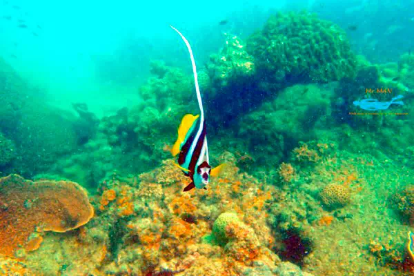 Экскурсия к розовым дельфинам, снорклинг на Ко Тан и остров со свинками Ко Мадсум view 3