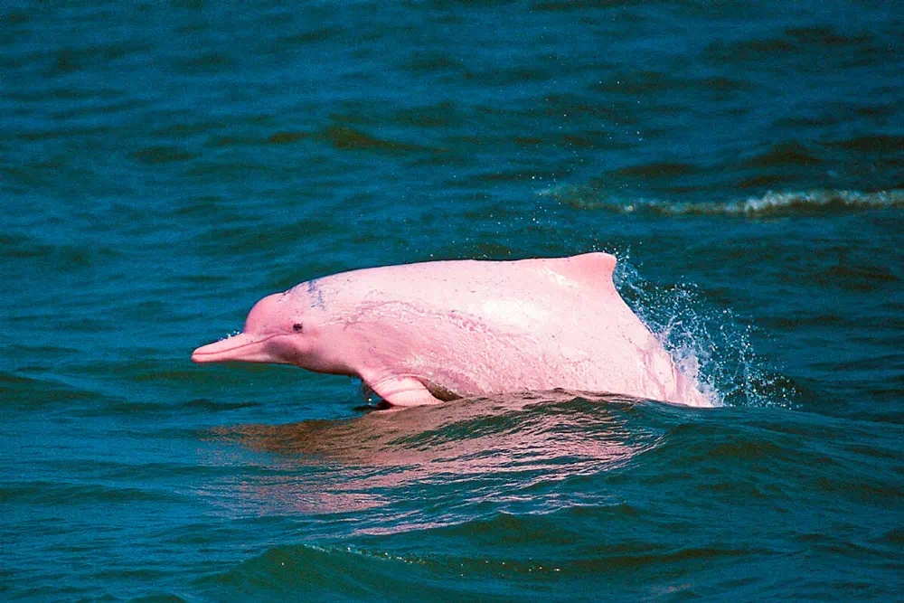 Экскурсия к розовым дельфинам, снорклинг на Ко Тан и остров со свинками Ко Мадсум view 10