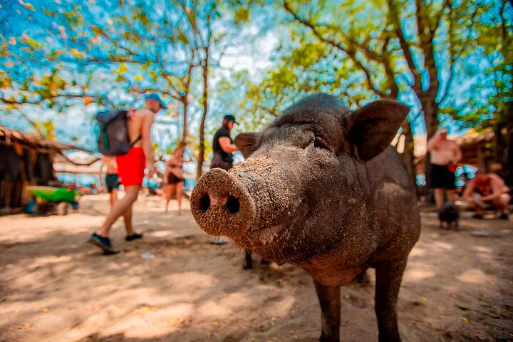 Экскурсия к розовым дельфинам, снорклинг на Ко Тан и остров со свинками Ко Мадсум view 14
