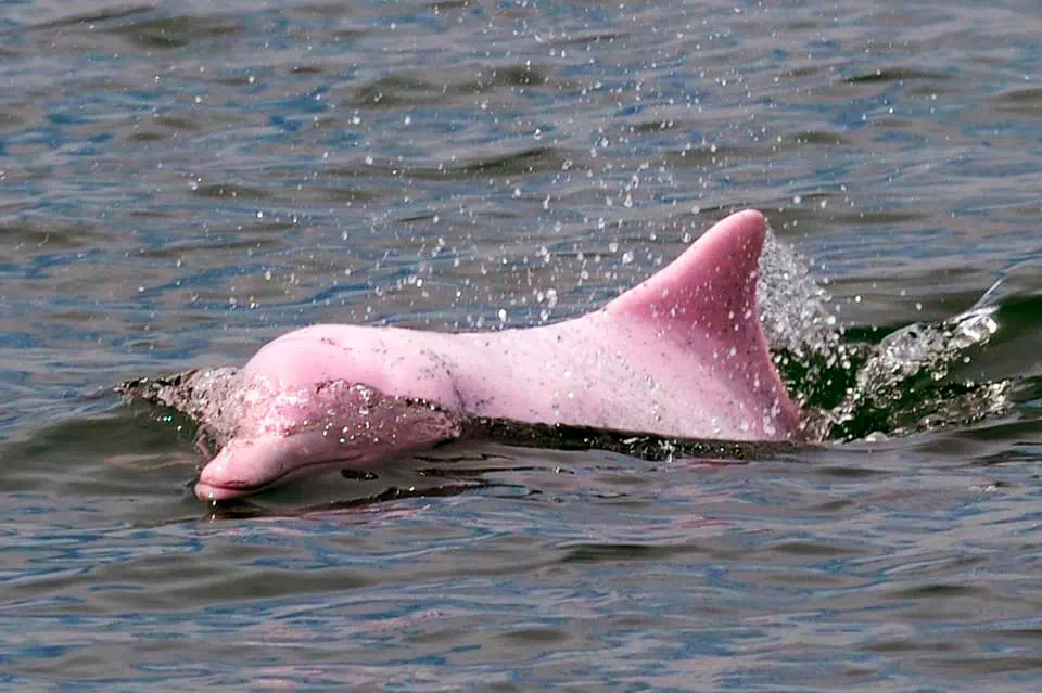 Экскурсия к розовым дельфинам, снорклинг на Ко Тан и остров со свинками Ко Мадсум view 17