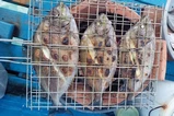 Морская рыбалка на Самуи миниатюра 11