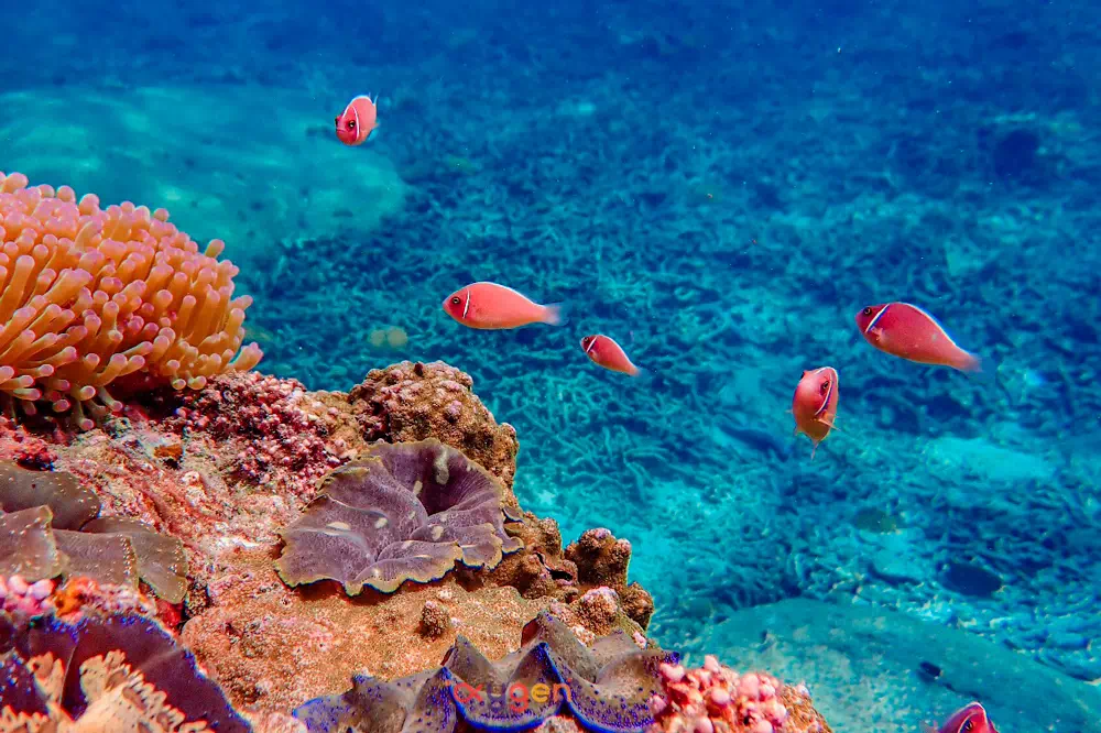 Острова Ко Тао и Нанг Юань вид 11