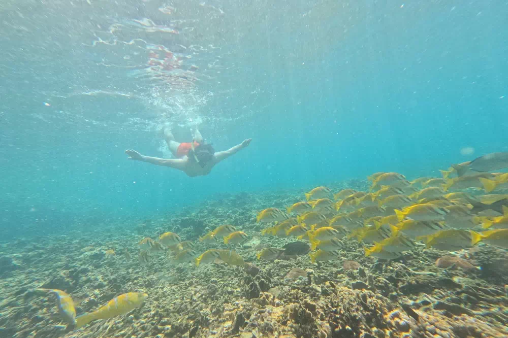 Зиплайн в Мире Ханумана