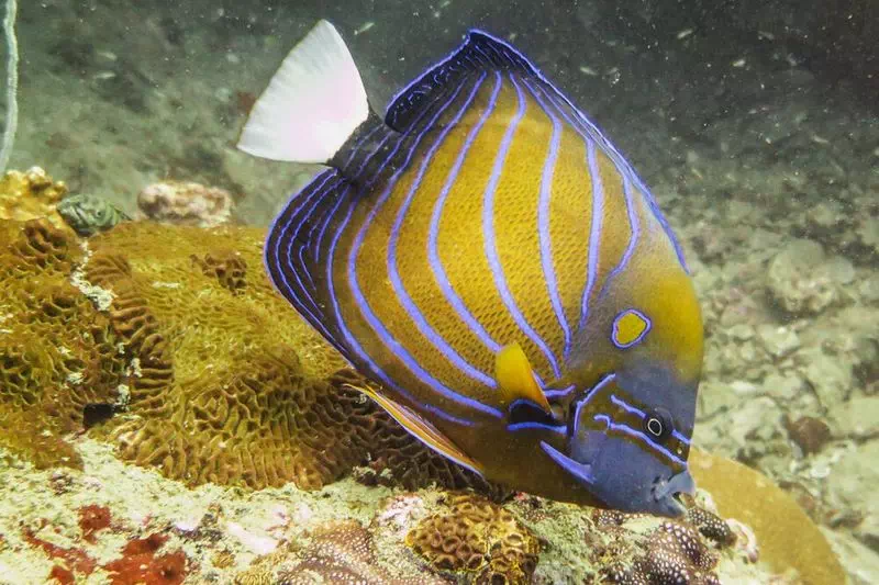 Зиплайн в Мире Ханумана