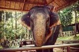 Катание на слонах Namuang Safari Park миниатюра 9