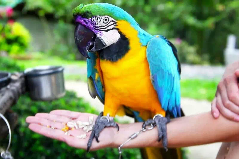 Парадайз парк на Самуи вид 1