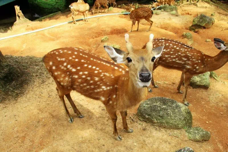 Парадайз парк на Самуи вид 5