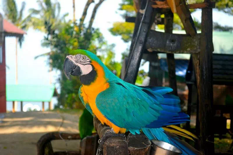 Парадайз парк на Самуи вид 6