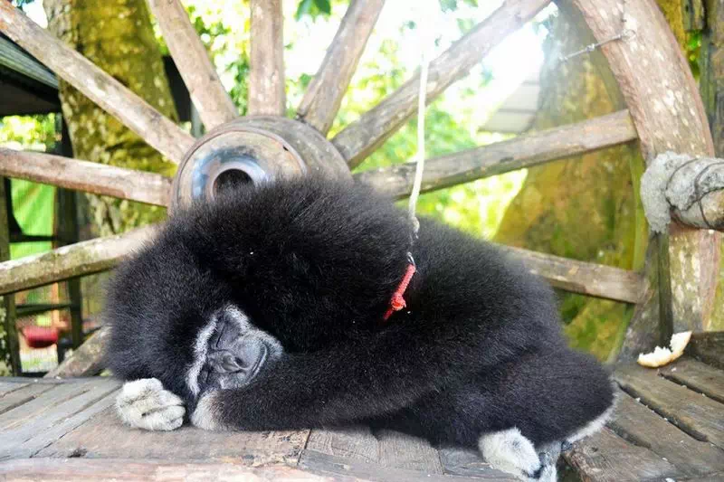 Парадайз парк на Самуи вид 7