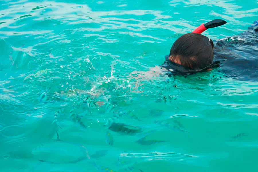 Ко Мадсум, фото со свиньями