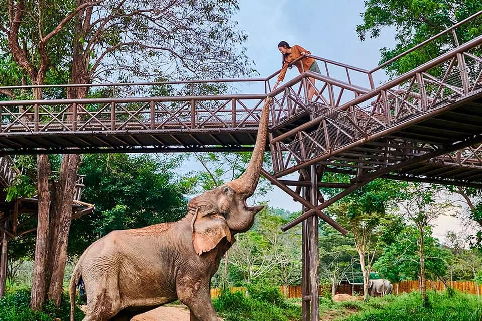 Королевство слонов на Самуи view 1