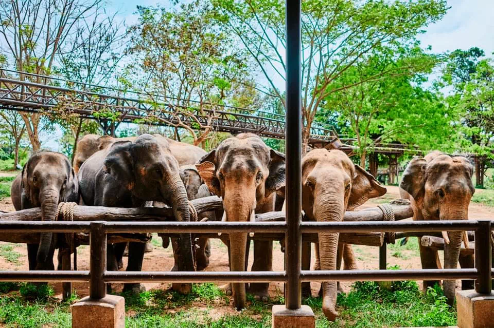 Королевство слонов на Самуи view 2