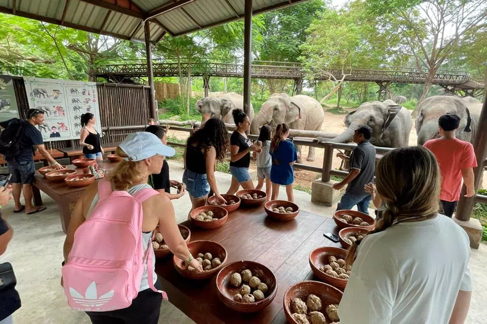 Слоны на самуи. Элефант Самуи. Samui Elephant Sanctuary.