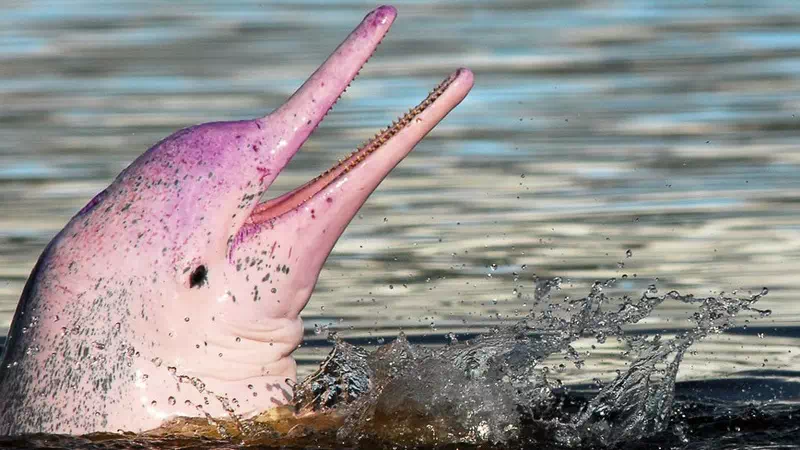 Аренда Sealux 30 single engine на Самуи вид 8