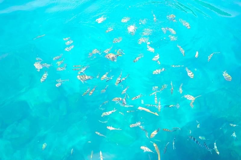 Ко Тао и Нанг Юань катамаран Lomprayah 3